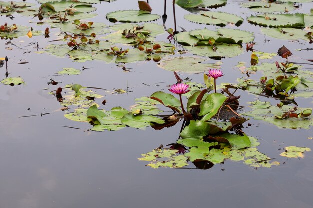 La fleur de lotus rouge dans la rivière en Thaïlande