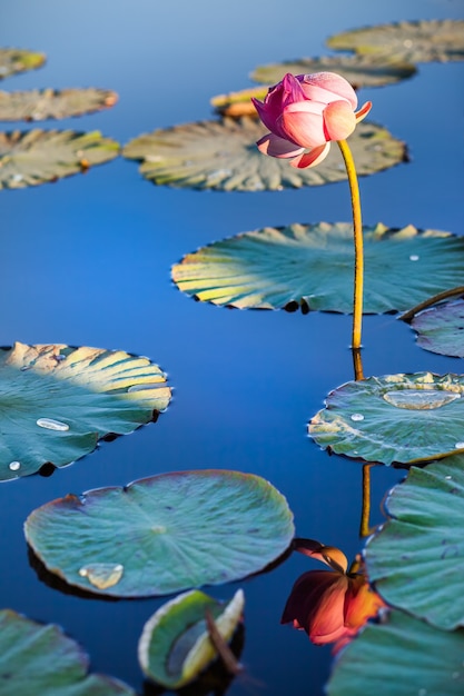 Fleur de lotus et son reflet dans l'eau