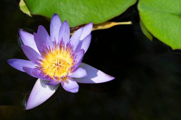 Fleur de lotus de style vintage pour le fond de la nature