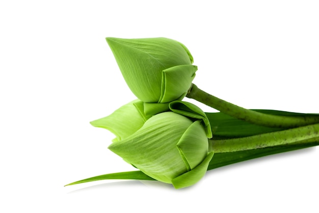 Fleur de lotus vert frais sur fond blanc, les noms scientifiques sont Nelumbo spp