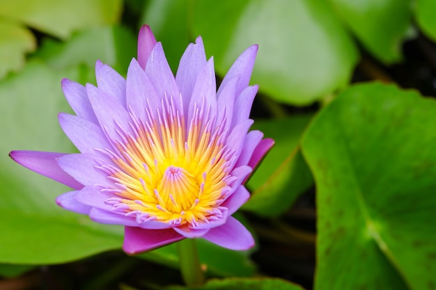 Fleur de lotus violet ouvert sur un étang avec centre jaune et feuille verte autour.