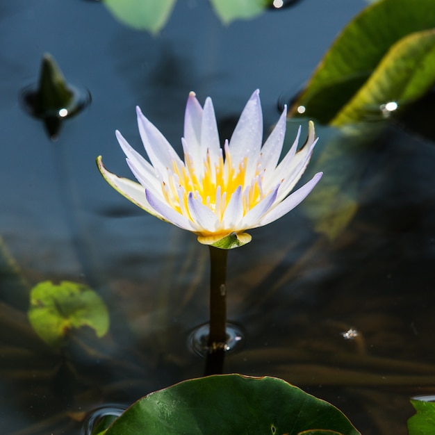 fleur de lotus