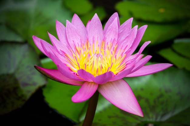 Photo fleur de lotus
