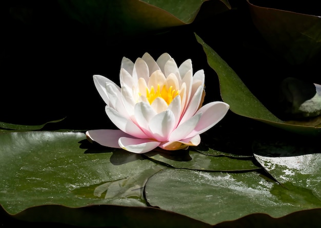 fleur de lotus