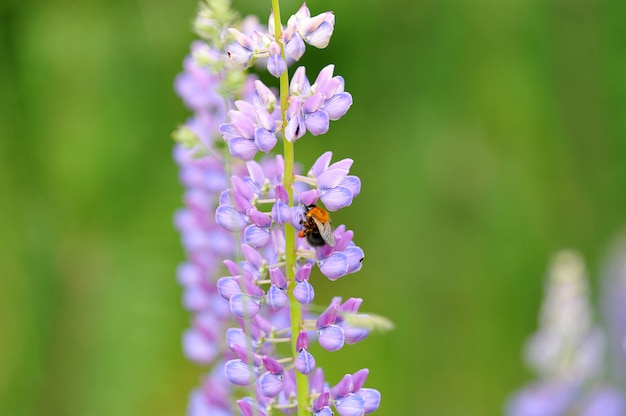 Fleur Lupin et abeille, collecte de nectar.