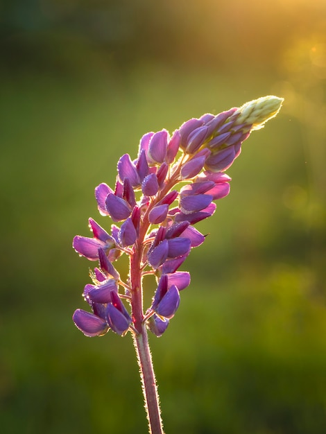 Fleur de lupin au coucher du soleil, gros plan