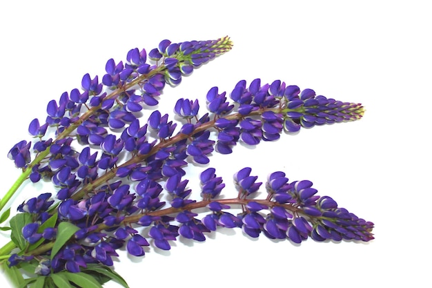 Fleur de lupin isolé sur fond blanc