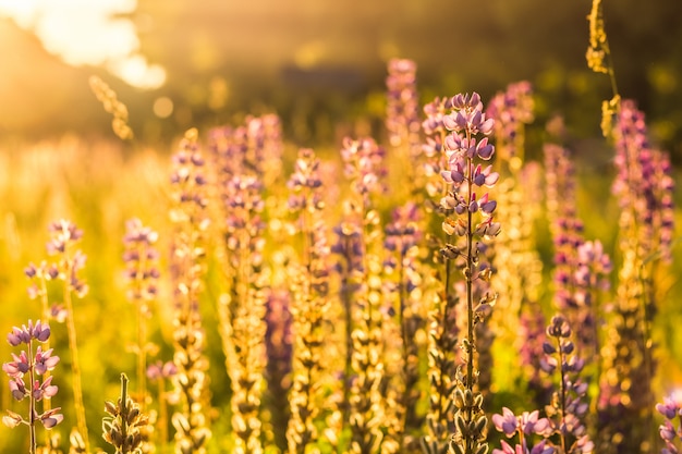 Fleur de lupin sauvage violet au soleil rétro-éclairé