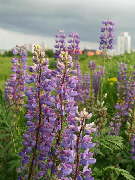 Fleur de lupin violet Lupinus haricot loup sur fond de maisons blanches de grande hauteur