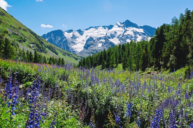 Fleur de lupins fleurissant sur le fond de beaux paysages de montagne