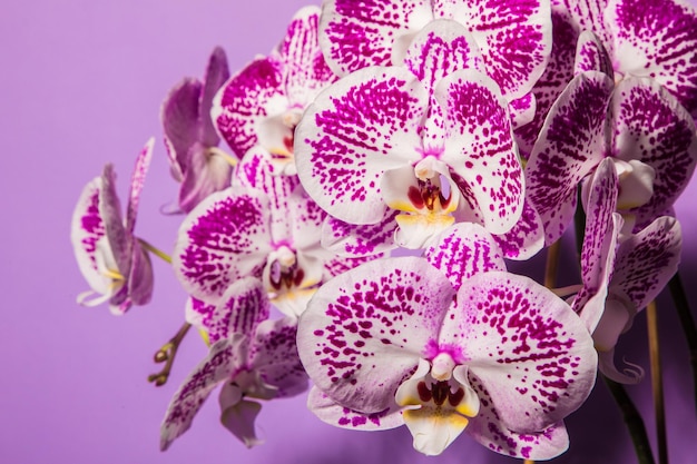 Fleur luxuriante d'orchidées tachetées sur fond violet