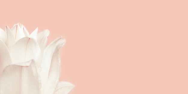 Fleur de lys blanc close up pétales de lis de pivoine sur fond floral naturel rose avec espace de copie