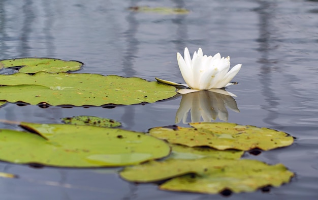 Une fleur de lys blanc dans l'eau avec des feuilles vertes sur le lac