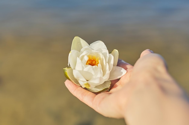 Fleur de lys blanc dans la main de la femme fond de sable de l'eau de la rivière