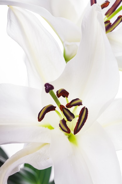 Fleur de lys blanc vue macro en arrière-plan