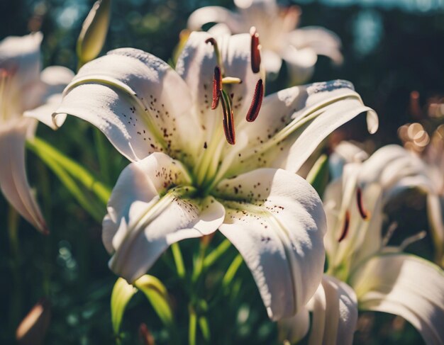 Photo une fleur de lys blanc