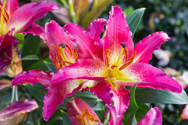 Fleur de Lys dans le jardin à la journée d'été ensoleillée pour la décoration