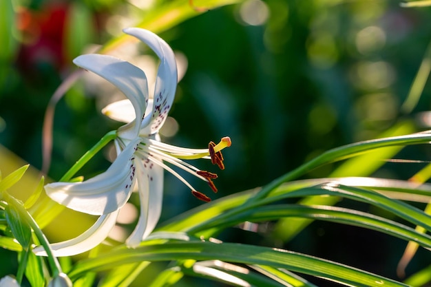 Fleur de lys en fleurs avec des pétales blancs dans une photographie macro de lumière au coucher du soleil d'été.