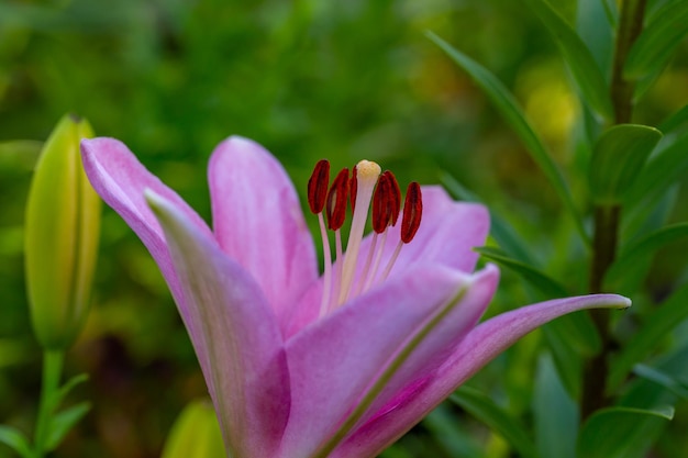 Fleur de lys en fleurs avec des pétales roses en photographie rapprochée d'été.