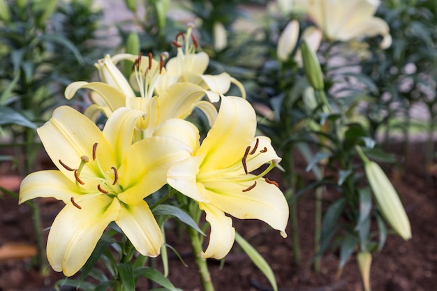 Fleur de Lys et fond de feuille verte dans le jardin