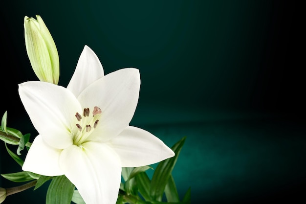 Fleur de lys sur le fond sombre