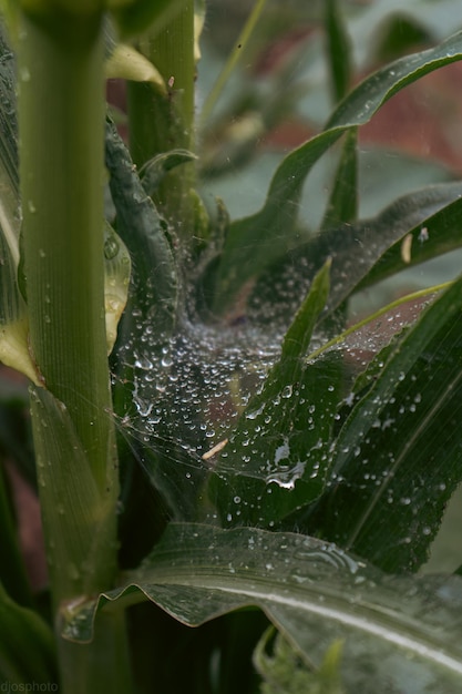 Fleur de Lys avec des gouttes de pluie Papier peint de bureau gouttes de pluie Lys Gros plan d'une fleur de Lys avec des gouttes de pluie sur les pétales Beauté dans la nature Fleurs d'été Carte de fête des mères Fête des femmes