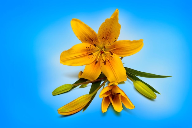 Fleur de lys jaune avec des bourgeons isolés sur fond blanc. Les fleurs ressemblent à une étoile de mer