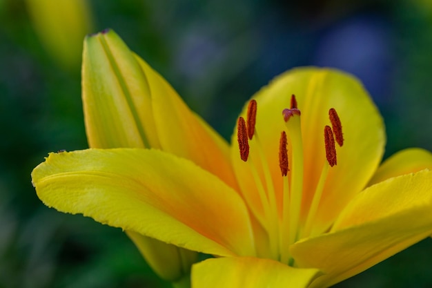 Fleur de lys jaune en fleur dans une photographie macro de lumière au coucher du soleil d'été