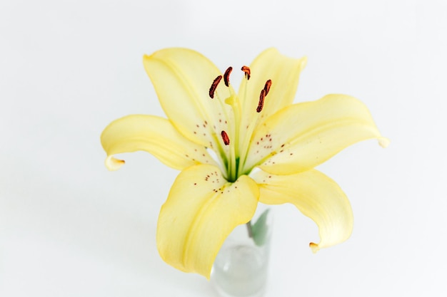 Fleur de Lys jaune sur fond blanc Vue rapprochée