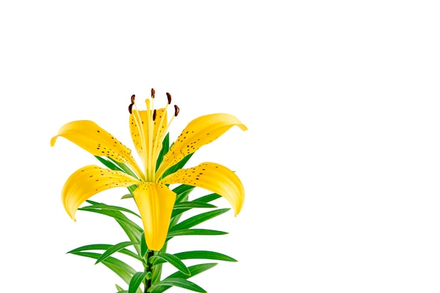 Fleur de Lys jaune isolé sur fond blanc