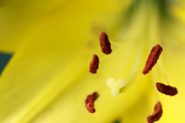 Fleur de lys jaune se bouchent