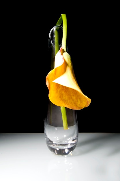 Photo fleur de lys jaune stylisée sur une lampe vintage