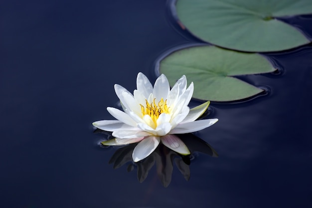 Fleur de lys de lotus blanc sur l'eau