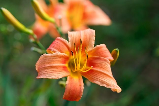 Fleur de lys orangejaunegros plan