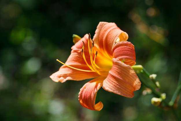 Fleur de lys orangejaunegros plan