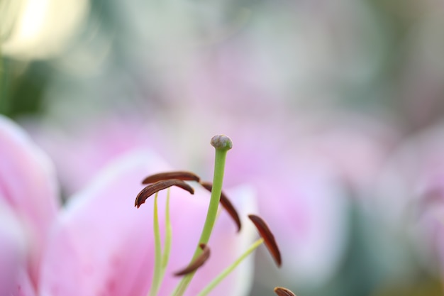 Fleur de lys rose en macro