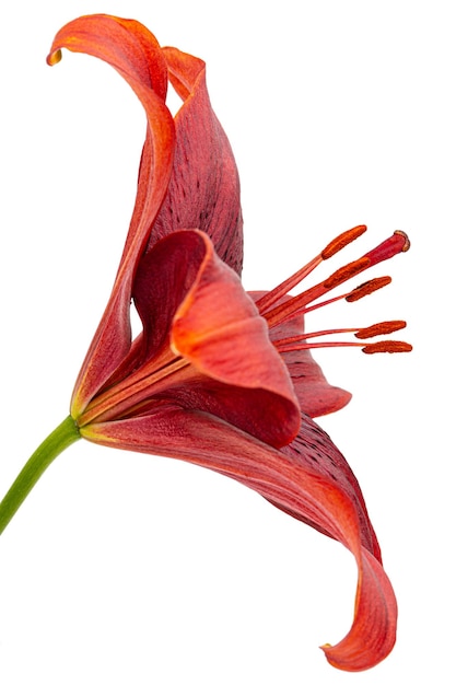 Fleur de Lys rouge foncé isolé sur fond blanc