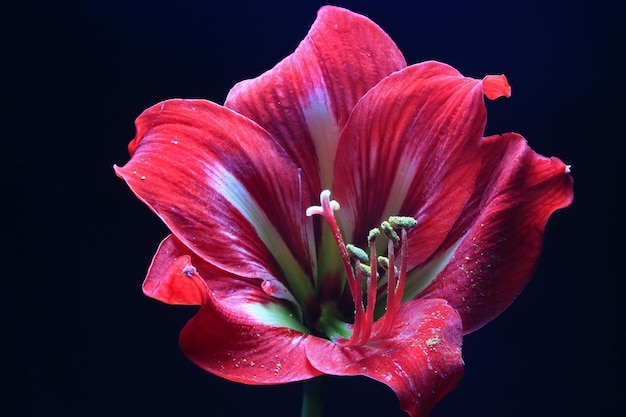 Fleur de Lys rouge sur fond noir, belle amaryllis rouge