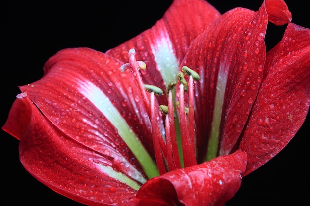 Fleur de Lys rouge sur fond noir, belle amaryllis rouge