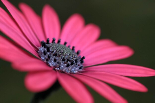 fleur macro 1