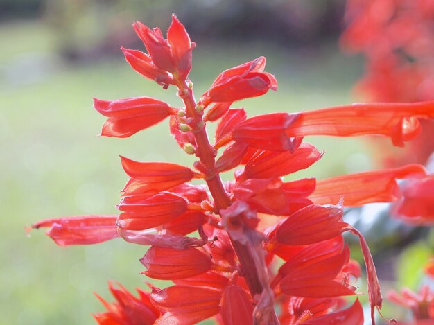 Fleur macro