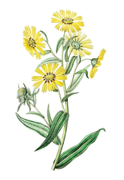 La fleur de madia jaune est une illustration botanique vintage.