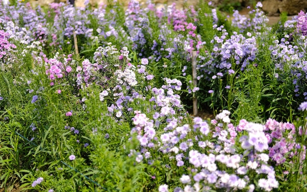 Fleur de magaret violet en fleurs dans le champ de la flore
