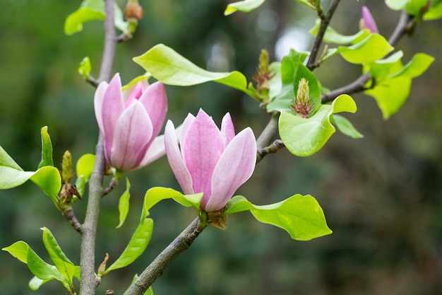 Fleur de magnolia au printemps fleurs roses tendres baignant dans la lumière du soleil chaud temps d'avril