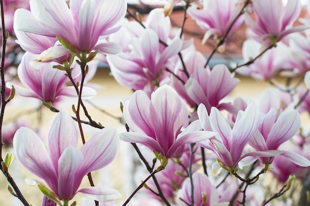 Fleur de magnolia au printemps fleurs roses tendres baignant dans la lumière du soleil temps chaud de mai Magnolia en fleurs au printemps bannière de printemps internet fond floral de printemps