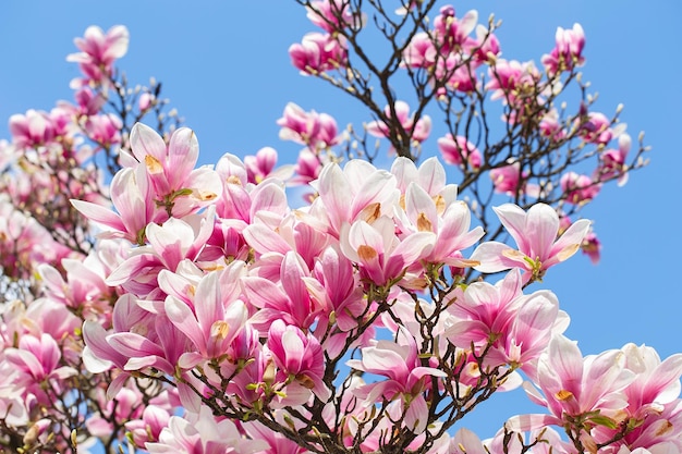 Fleur de magnolia au printemps fleurs roses tendres baignant dans la lumière du soleil temps chaud de mai Magnolia en fleurs au printemps bannière de printemps internet fond floral de printemps