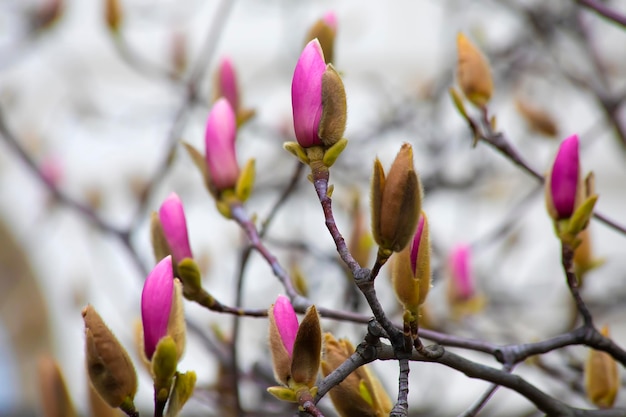 Fleur de magnolia au printemps