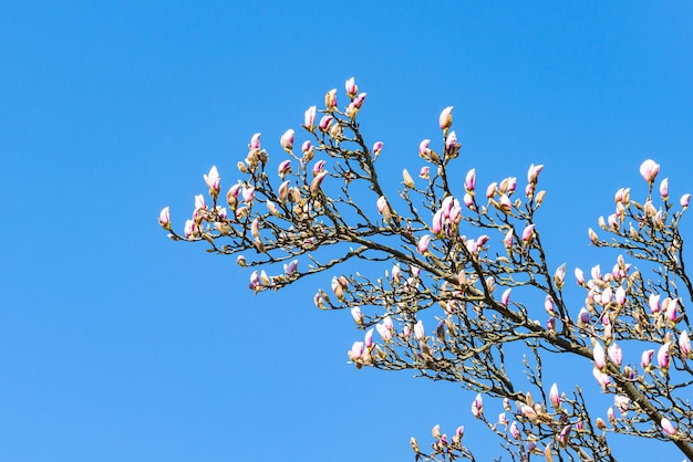 Fleur de Magnolia campbellii floraison sur une branche d'arbre au printemps