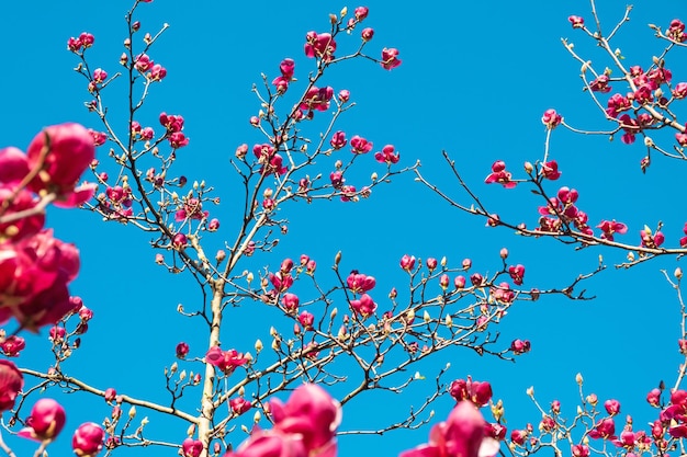 Fleur de magnolia en fleurs roses sur magnolia au printemps contre le ciel bleu