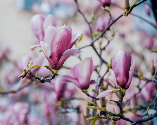 Fleur de Magnolia avec flou